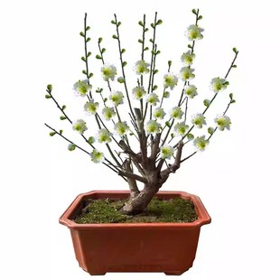 绿梅老桩盆景绿萼梅花金钱绿萼盆栽室内外浓香花卉耐寒带花苞梅花