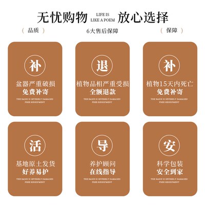 蓝花楹绿植室内盆栽植物家里门口客厅电视柜旁边好养活四季