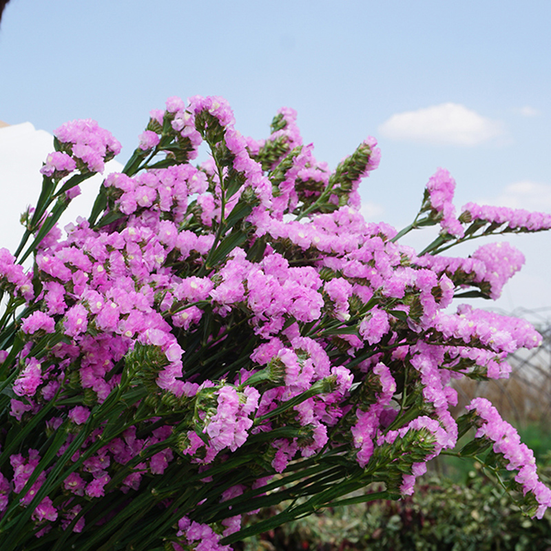家庭家居卧室勿忘我干花云南花束真花家居客厅摆设装饰插花