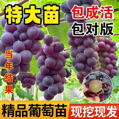 特大葡萄苗嫁接巨峰阳光玫瑰葡萄果树果苗南北方盆栽地栽当年结果