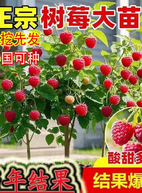树莓苗南方北方阳台种植四季覆盆子苗盆栽地栽庭院果树苗当年结果