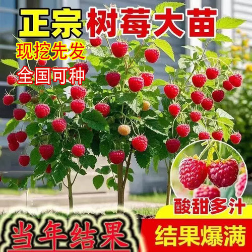 树莓苗南方北方地栽盆栽当年结果