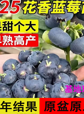 正宗蓝莓苗L25蓝莓树果苗F6大果蓝莓苗盆栽地栽苗南北方阳台庭院