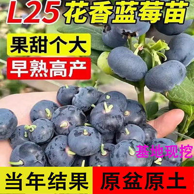 正宗蓝莓苗L25蓝莓树果苗F6大果
