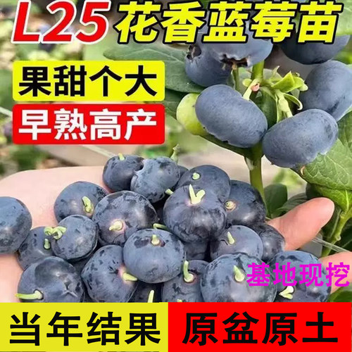 正宗蓝莓苗L25蓝莓树果苗F6大果