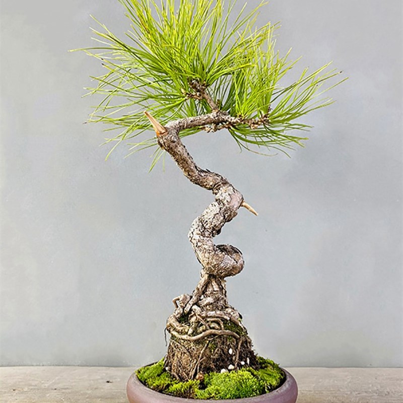 云栖园黄山松盆景矮霸老桩迎客松小微型盆栽小型假山桌面装饰