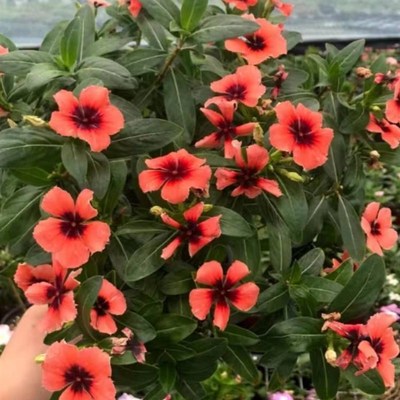 长春天天带苞观五叶梅庭院客厅卉四季