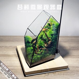 苔藓微景观生态瓶制作材料雨林缸造景花盆绿植盆栽玻璃花房花器皿