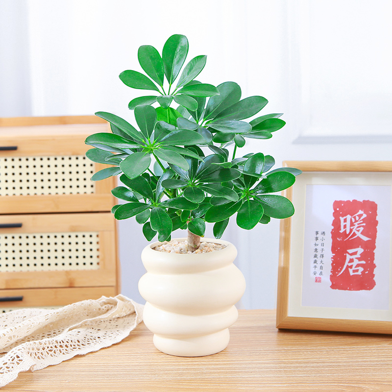 八方来财鸭脚木盆栽老桩绿植鹅柴掌办公室桌面净化空气七叶莲室内