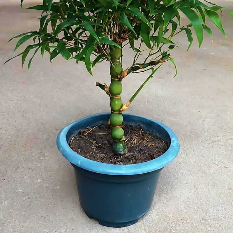 佛肚竹罗汉竹苗竹子佛肚竹盆景花卉佛肚竹大苗佛肚竹盆栽植物包邮