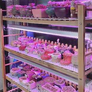 weg贵翔生长灯全光谱仿太阳多肉补光上色防徒家用大功率灯管