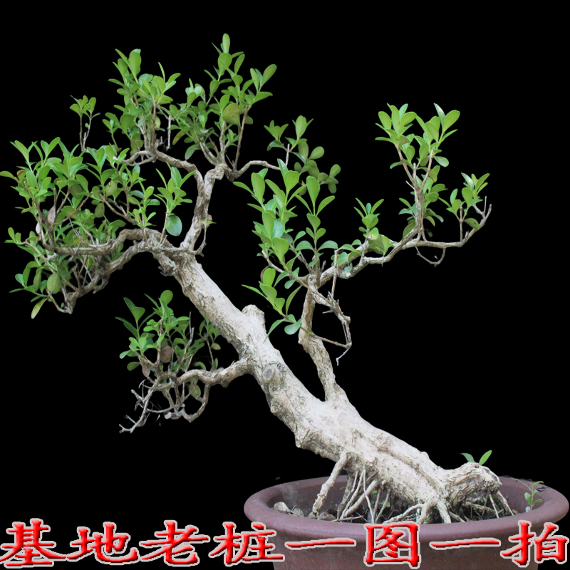 矮桩黄杨盆景一物一拍耐寒耐旱精品造型矮霸小叶瓜子黄杨盆景老桩