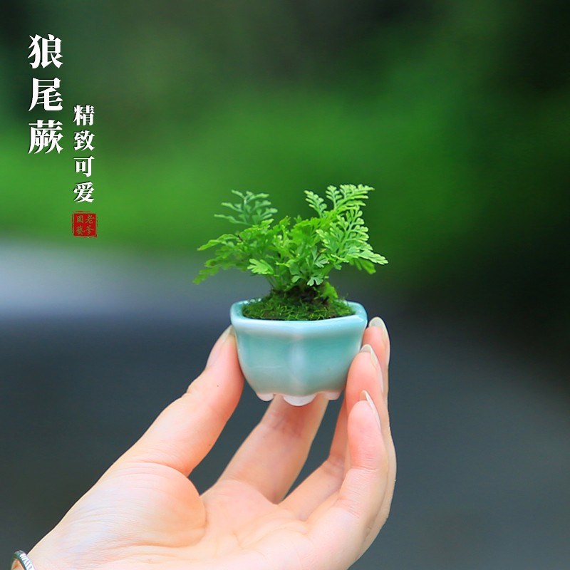 迷你狼尾蕨盆栽雨林缸蕨微景观桌面小绿植室内好养桌面蕨类植物