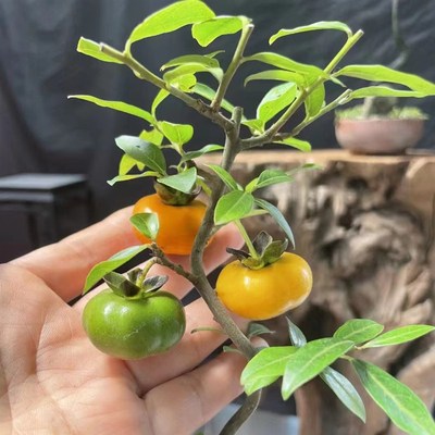 金弹子一物一拍所见即所得挂果母桩嫁接葫芦果紫阳小品血红果
