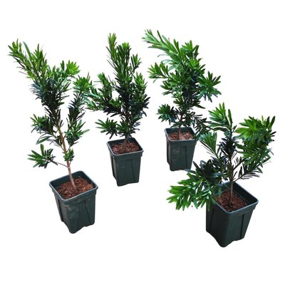 雀舌小叶罗汉松树苗盆景树小苗造型盆景素材盆栽带盆栽种发货