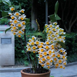 球花石斛苗石斛盆栽花卉洋兰花苗附生兰花绿植灯笼石斛花期带花苞