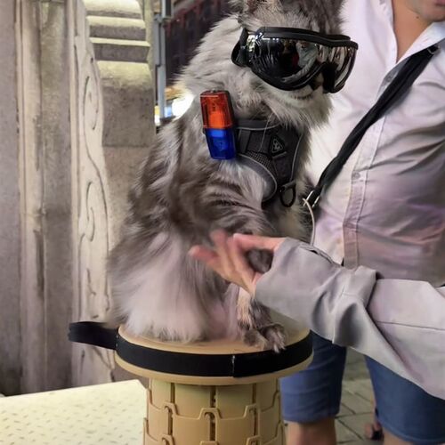 宠物眼镜猫咪狗狗风镜小狗太阳眼镜护目镜大狗墨镜泰迪防风镜
