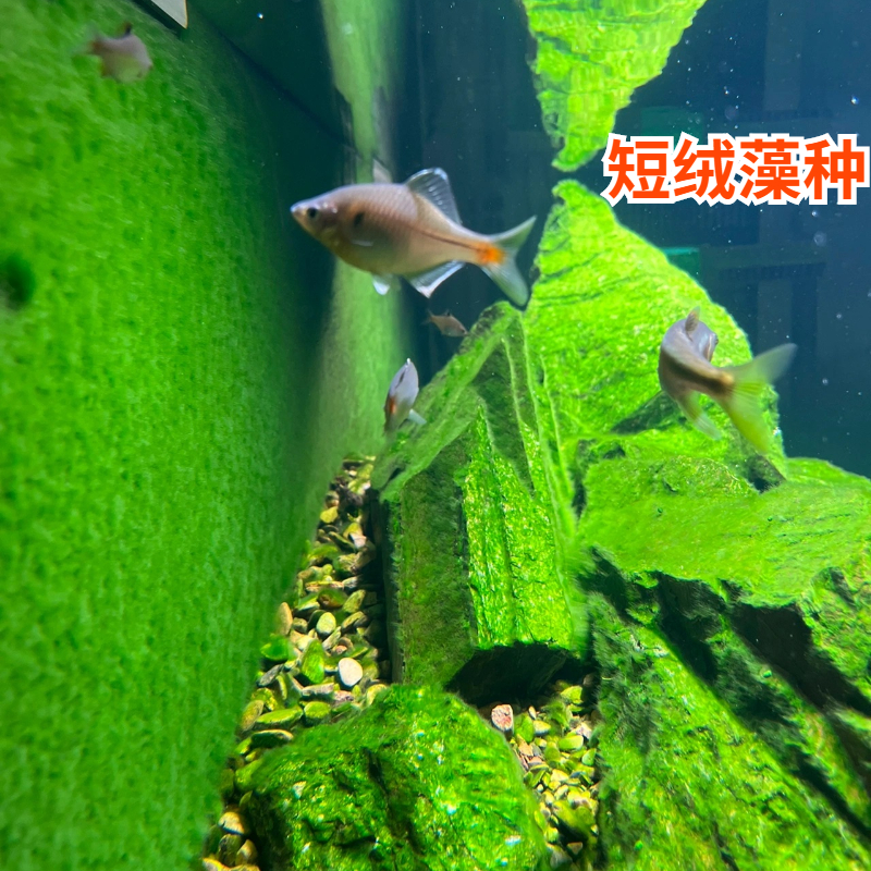 兰寿金鱼长绒藻短绒藻孢子苏虾藻鱼缸爆藻种鱼缸绿藻绿苔种活造景