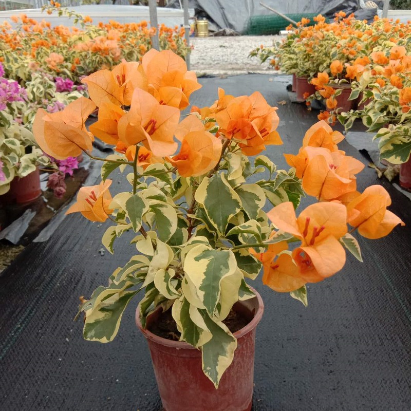 三角梅三角洲黎明橙冰爬藤植物扦插阳台四季开花盆栽绿植包邮