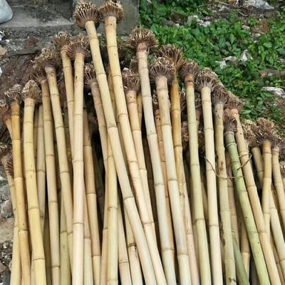 欧特海桂竹南箫材料箫干料尺八乐器湿料八孔五年老桂竹生材料