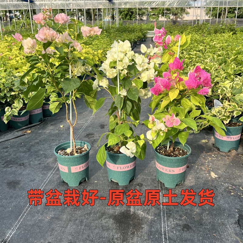 三角梅盆栽带花发货阳台庭院四季开花爬藤老桩绿樱大苗红樱原盆发