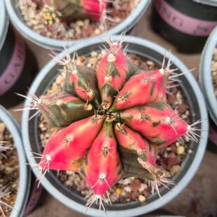 稀有仙人球易养一锦含盆拍实生土室内包邮物阳台带一栽好牡丹