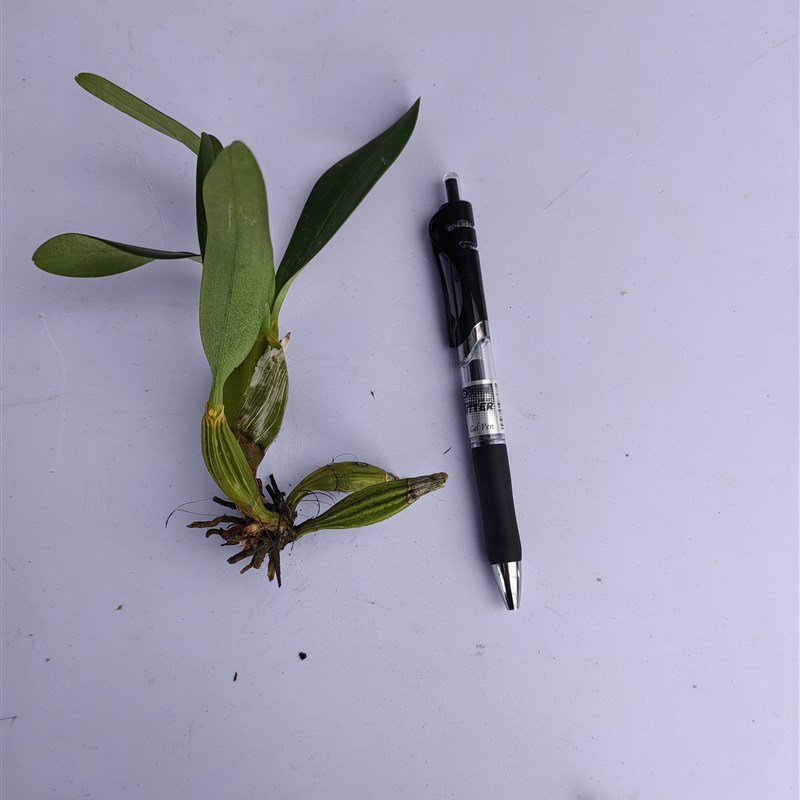 【直播】鼓槌 石斛枯木造景根雕树根花盆兰花石斛绿植