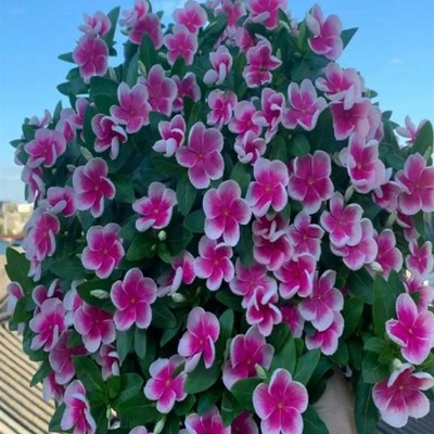 长春天天带苞观五叶梅庭院客厅卉四季