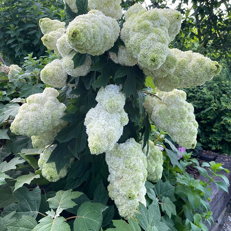 腾飞园艺 只售精品日版栎叶绣球和声耐热耐寒庭院阳台多年生