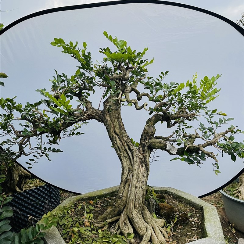 高档九里香盆栽花卉绿植物四季开花浓香老桩室内阳台庭院好养正宗