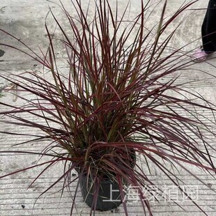 庭院观赏草紫叶狼尾草火焰狼尾草喷泉狼尾草花园造景盆栽地栽易活