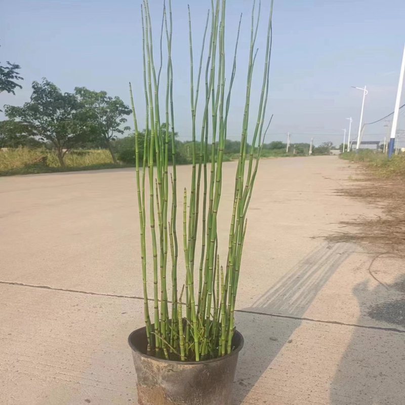 花镜植物蓝羊茅盆栽多年生宿根羽毛草粉黛草木贼草丁香花树苗草花