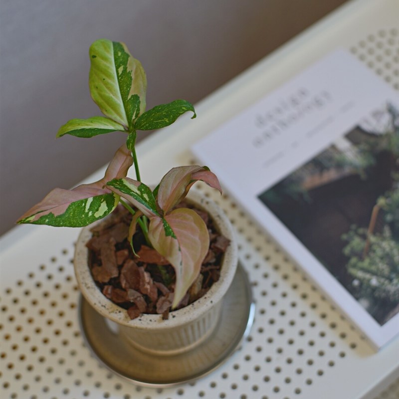 PHYSIS色彩拼k盘三色合果芋油画系带锦绿植懒人友好植物净化空气