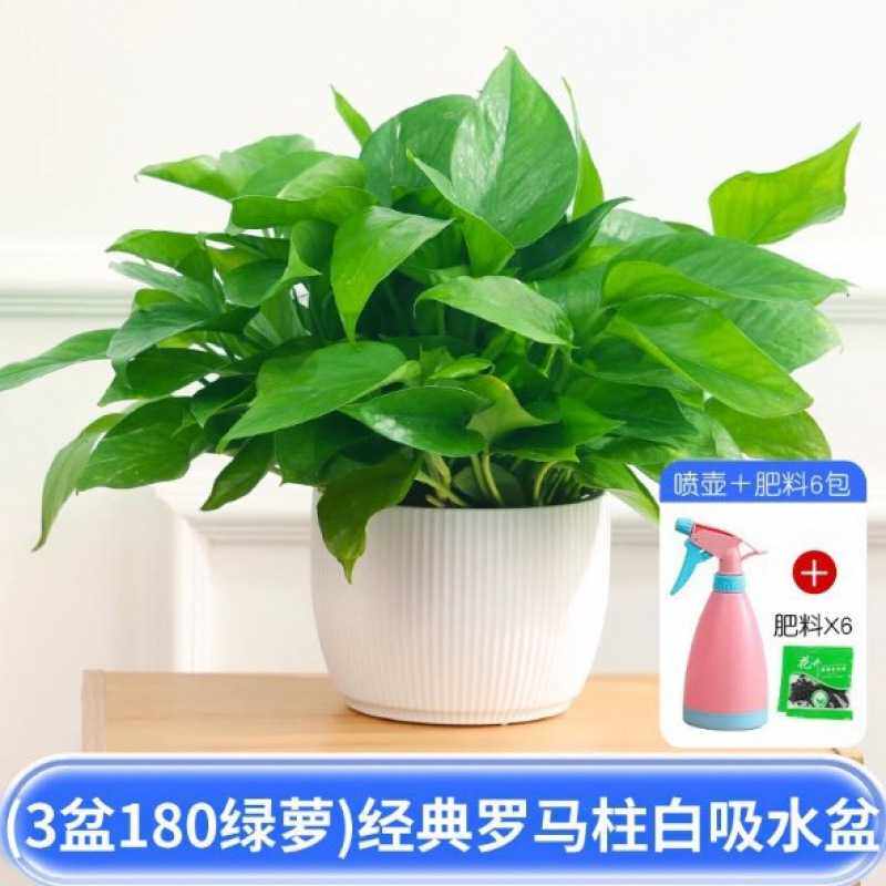 包邮除甲醛绿萝盆栽室内植物花卉绿植家用新房大顺丰水培吸绿箩