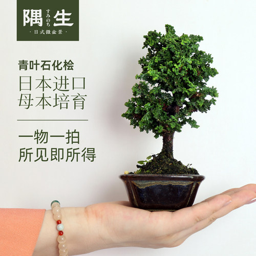 日本青叶石化桧进口品种一物一拍