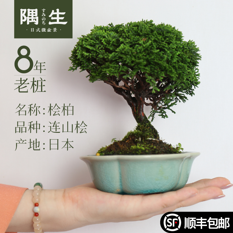 连山桧日本进口品种小微一物一拍
