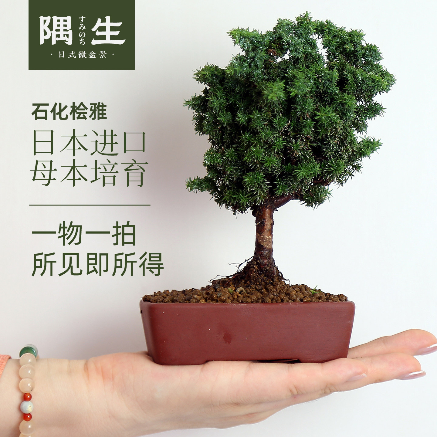 石化桧雅日本进口品种小微盆景掌上绿植盆栽办公室茶桌面庭院客厅,鲜花速递/花卉仿真/绿植园艺,造型盆景,淘宝优惠券,粉丝福利购,淘宝优惠卷