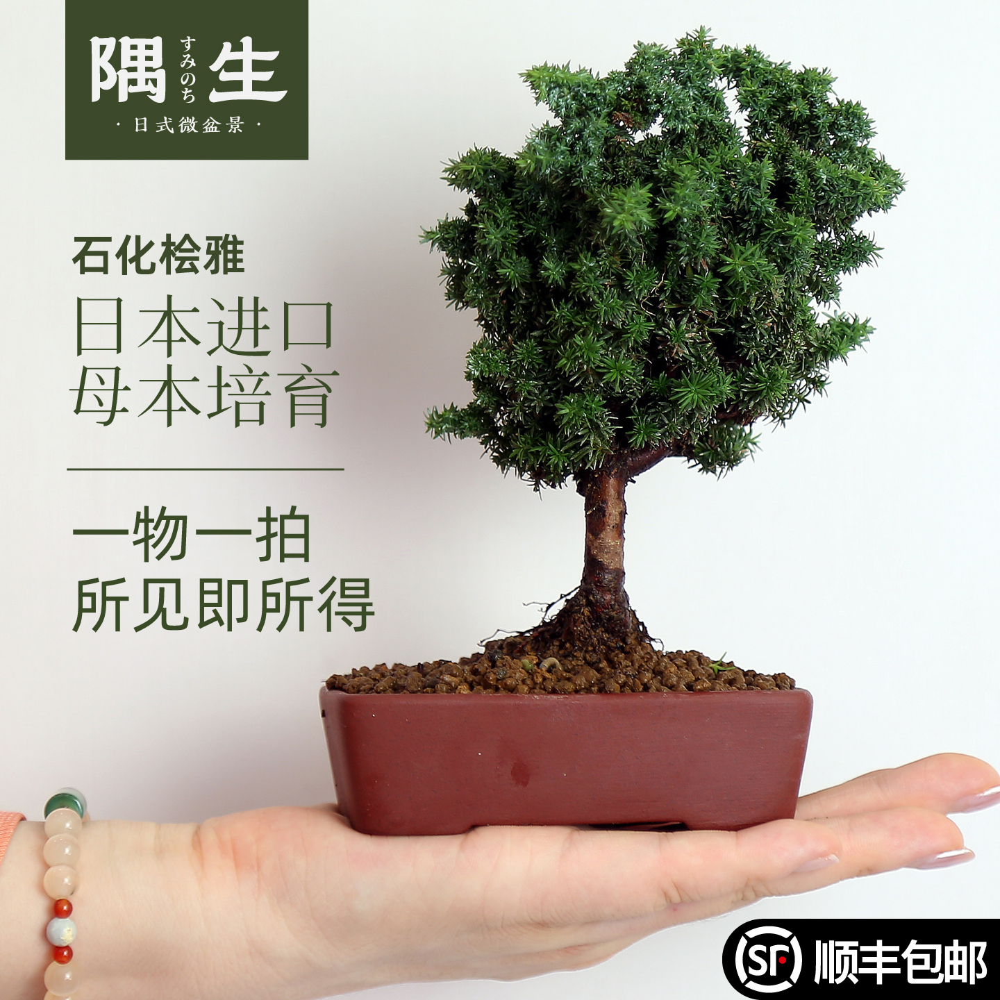 石化桧雅日本进口品种一物一拍