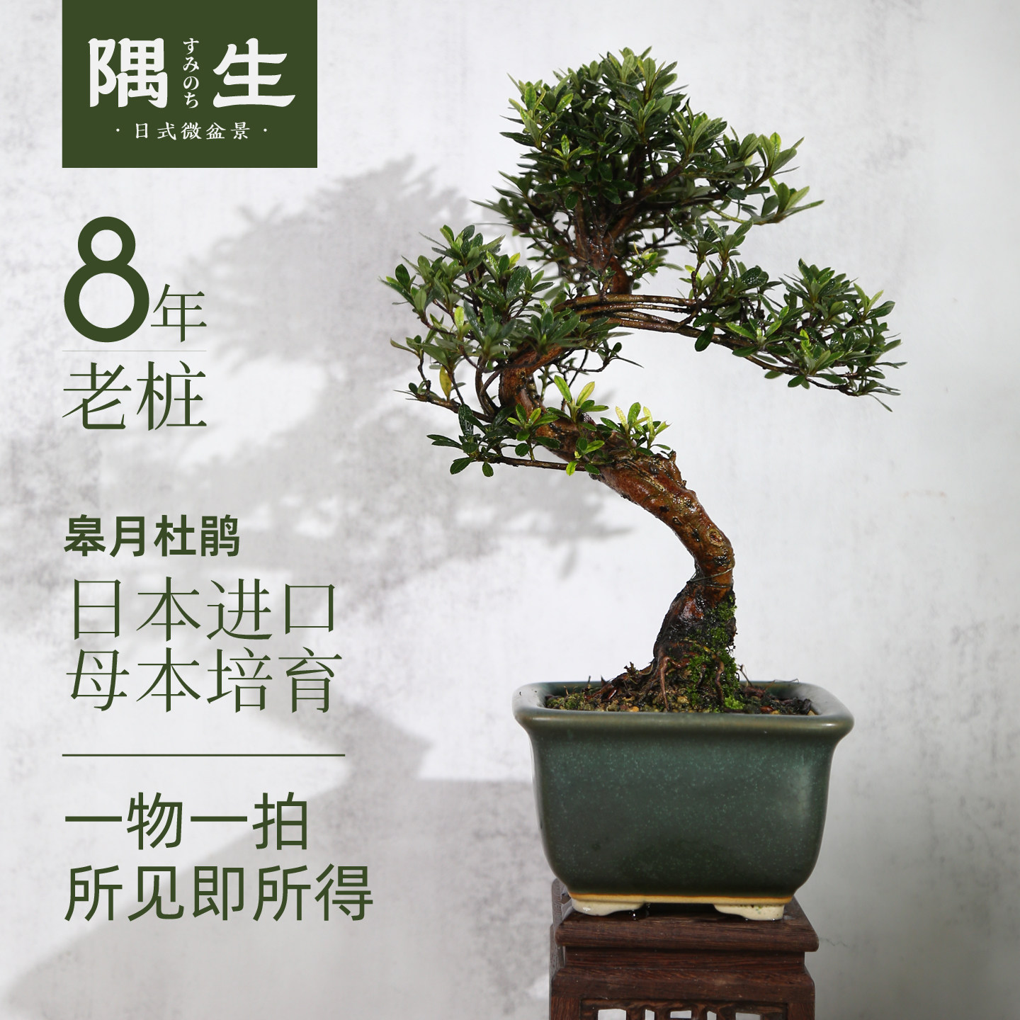 皋月杜鹃老桩微盆景迷你微盆栽日本进口一物一拍小叶掌上绿植阳台,鲜花速递/花卉仿真/绿植园艺,造型盆景,淘宝优惠券,粉丝福利购,淘宝优惠卷