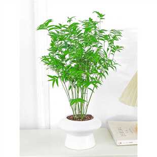 米竹盆栽凤尾竹子苗观叶植物盆景室内办公室桌面好养绿植净化空气