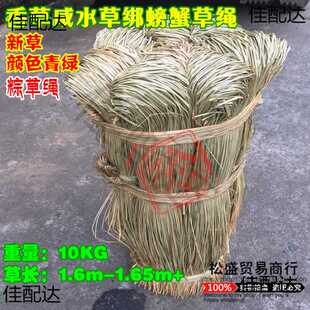 咸水草 包粽子草绳香草扎粽子草 粽绳水草绑大闸蟹草绳捆螃蟹绳子