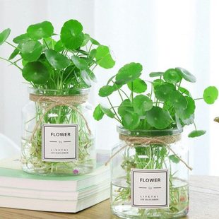 铜钱草水泡植物水里养的水培小型迷你家养房间客厅卧室书房摆件