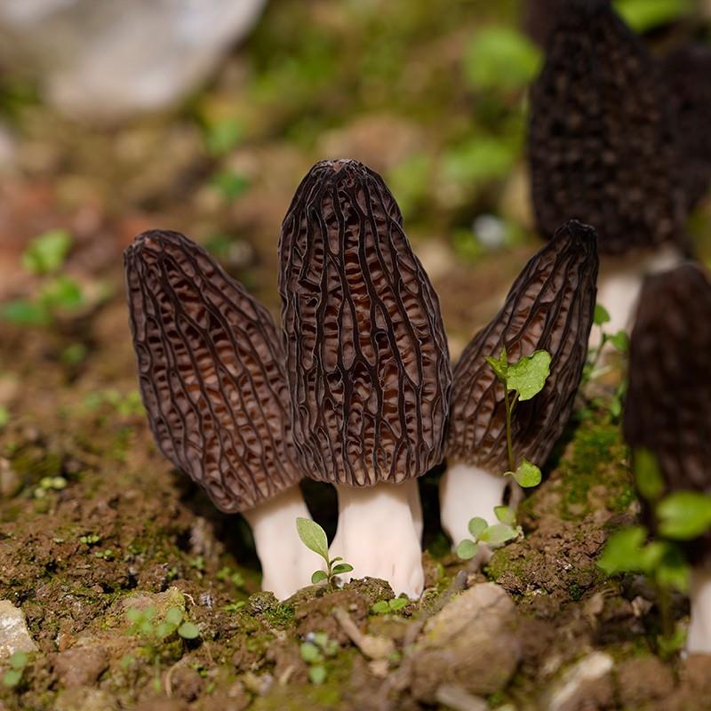 青川羊肚菌4-6CM特产干货5