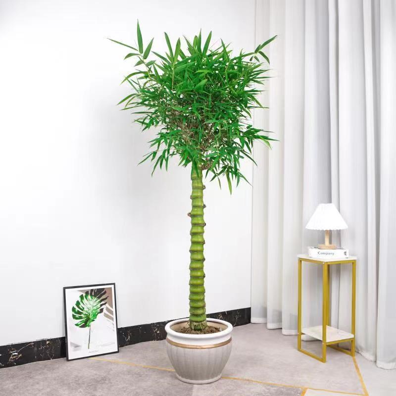 佛肚竹老桩盆景苗盆栽办公室内大型观赏富贵竹庭院四季景观绿植物