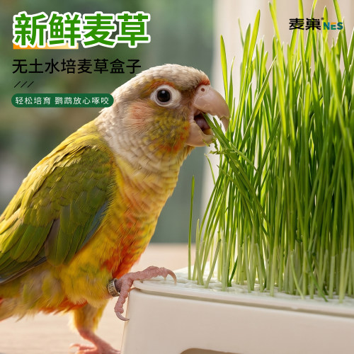 麦巢鹦鹉麦芽草自己种的新鲜零食