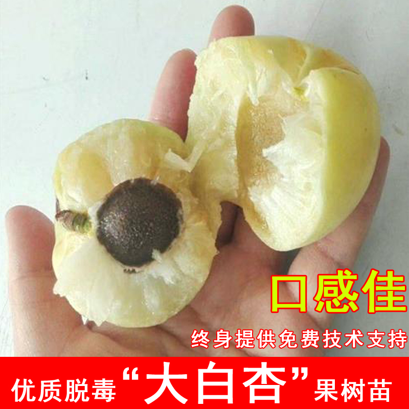 新疆大白杏树苗嫁接香白杏活苗盆地栽耐寒北南方庭院种植当年结果