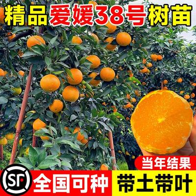 爱媛38号树苗果冻橙盆栽象