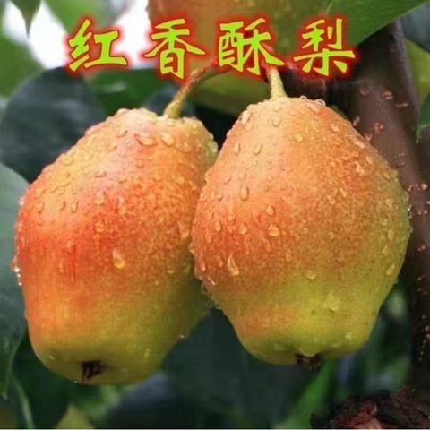 特大梨树苗红香酥嫁接新品