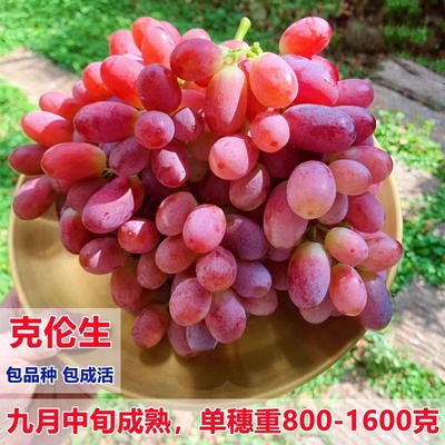 嫁接克伦生无籽红提葡萄树