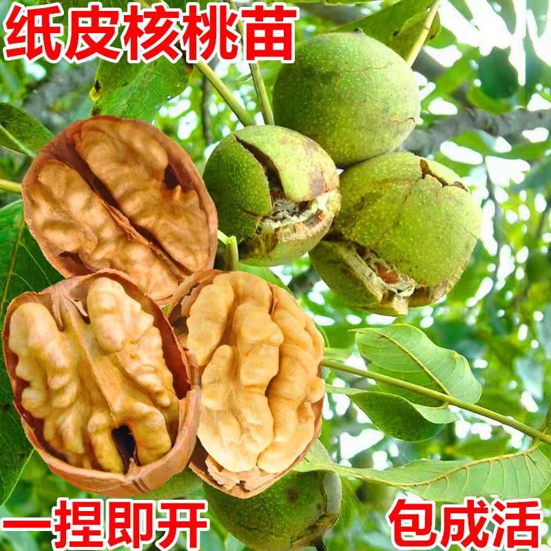 纸皮核桃树苗果新疆185南